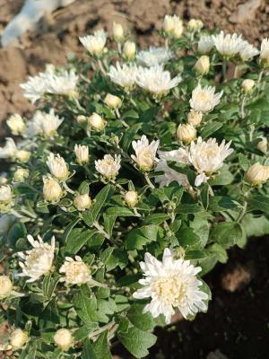 Прикрепленное изображение: Resizer_16965987045583.jpeg